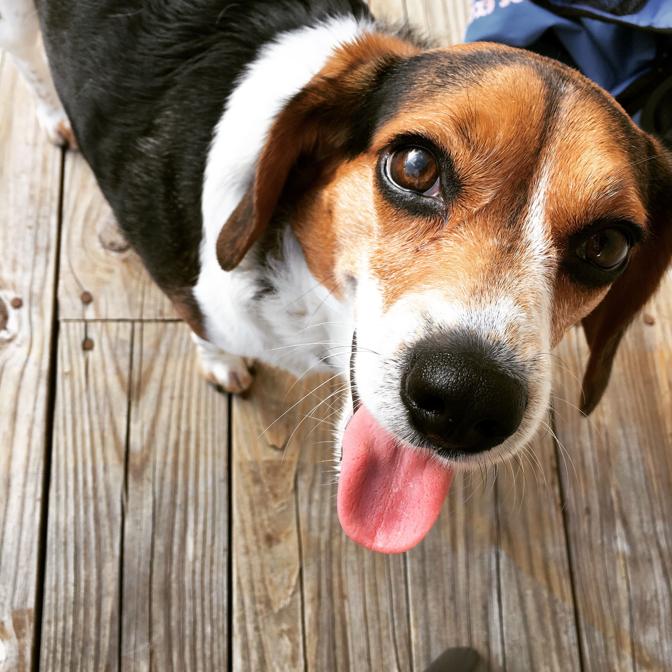 Beagle dog looking up at camera. 