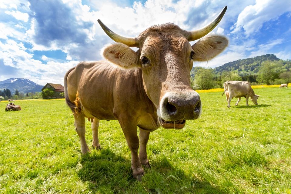 Cow on Farmland