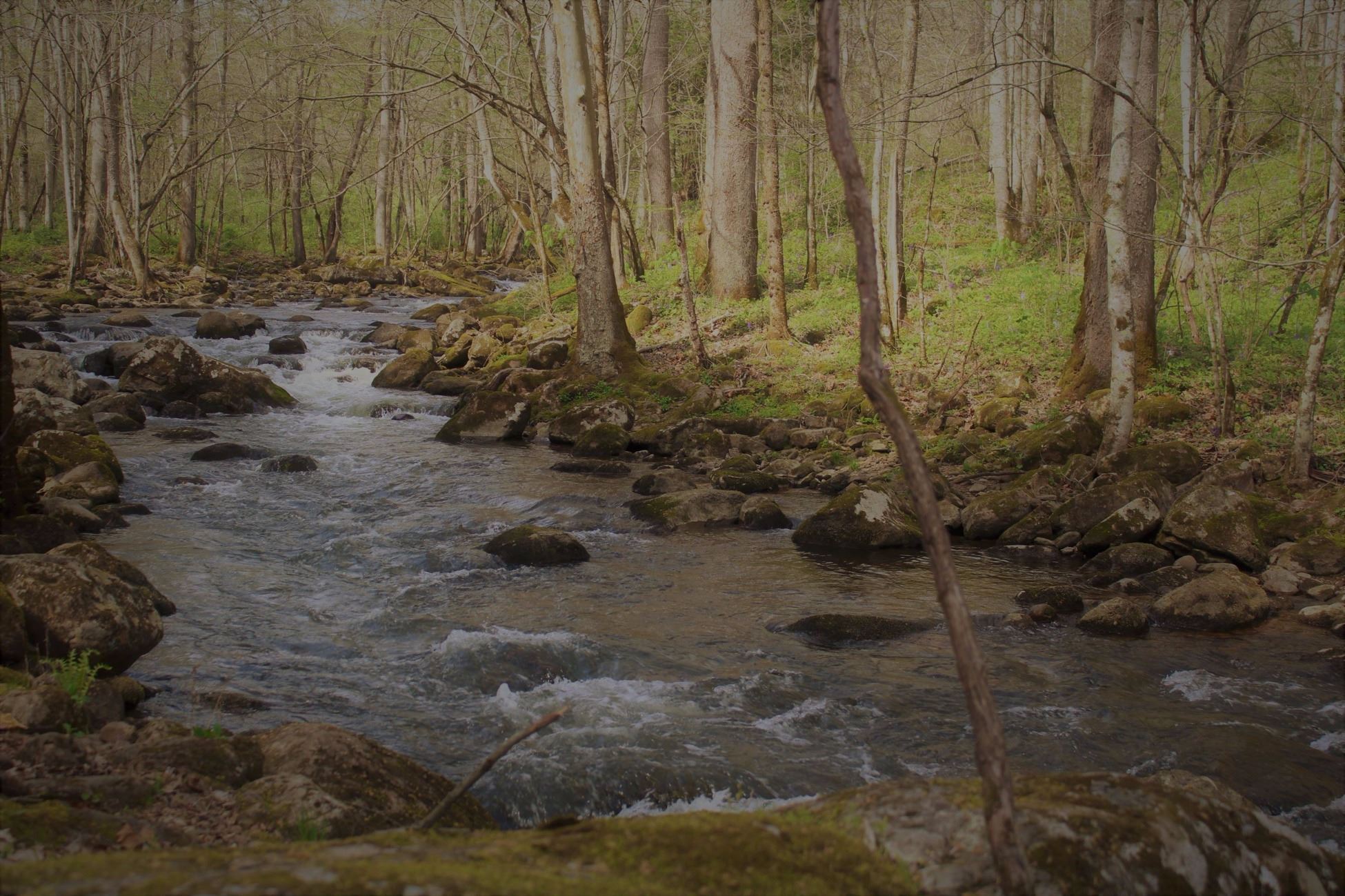 Laurel Bed Creek flowing through the woods. 