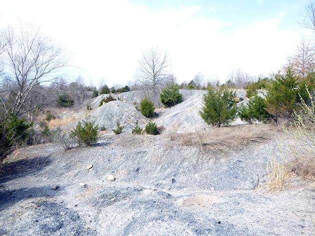 Sparse trees dot a rocky, gray hillside below a light blue sky  