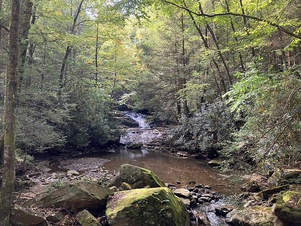 A rock-filled creek flows through a wooded green canopy