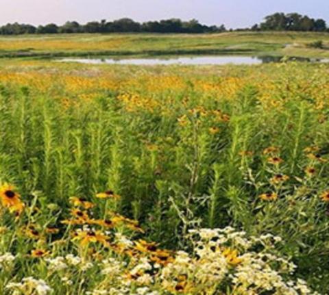 A field of primarily yellow wildflowers is in the foreground with a pond, treeline, and blue sky in background